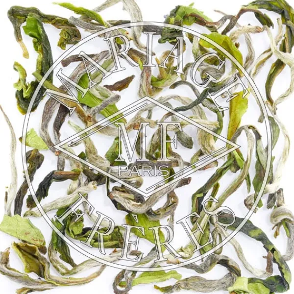 MARIAGE FRÈRES PUTTABONG QUEEN - Thé de Darjeeling,récolte de printemps- Black Tea|Darjeeling Nouveau